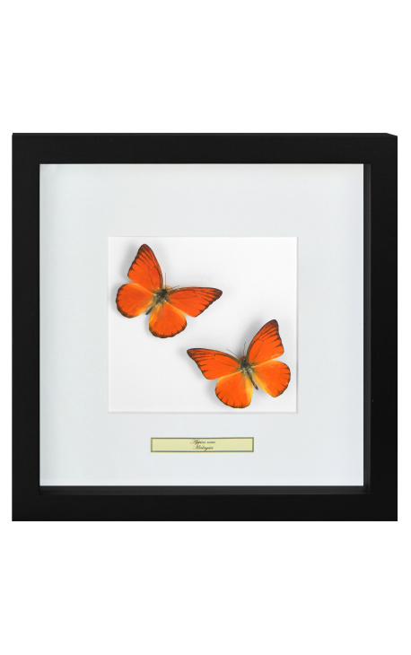 Dekorativ ram med två fjärilar "Appias Nero"