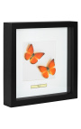 Dekorativer Rahmen mit zwei Schmetterlingen "Apps Nero"