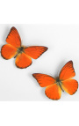 Marco decorativo con dos mariposas "Appias Nero"