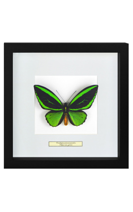 Decorative frame with a butterfly "Ornithoptera Priamus Poseidon - Male"