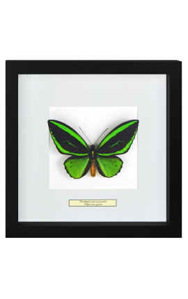 Marco decorativo con mariposa "Ornithoptera Priamus Poseidon - Hombre"