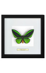 Cadre décoratif avec papillon "Ornithoptera Priamus Poseidon"