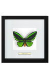 Marco decorativo con mariposa Ulises Ulysses