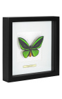 Decorative frame with a butterfly "Ulysses Ulysses"