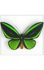 Cadre décoratif avec papillon "Ornithoptera Priamus Poseidon"