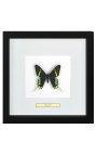 Декоративная рамка с бабочкой "Urania Leilus"