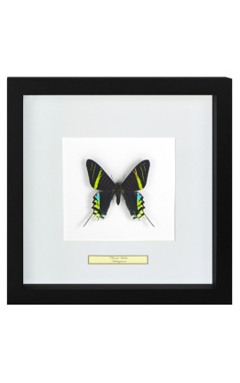 Декоративная рамка с бабочкой "Urania Leilus"