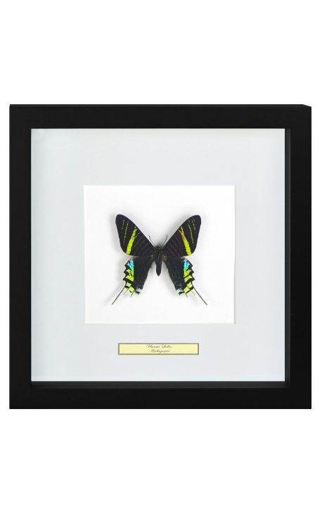 Cadre décoratif avec papillon "Urania Leilus"