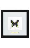 Dekorativer Rahmen mit Schmetterling Urania Leilus