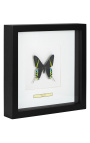 Decorative frame with a butterfly "Urania Leilus"