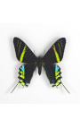 Dekorativní rámec s motýlem "Urania Leilus"