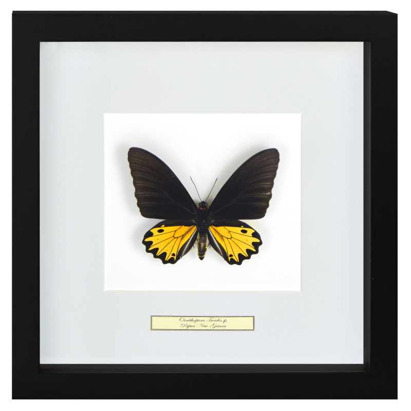 Decoratief frame met een vlinder 