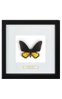 Cadre décoratif avec papillon "Ornithoptera Troide - Male"