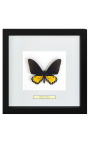 Cornice decorativa con farfalla "Ornithoptera Troide - Male"