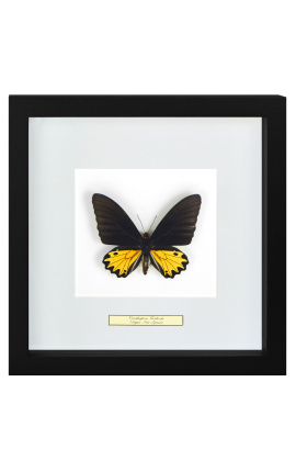 Dekorativ ram med en fjäril "Ornithoptera Troide- Män"