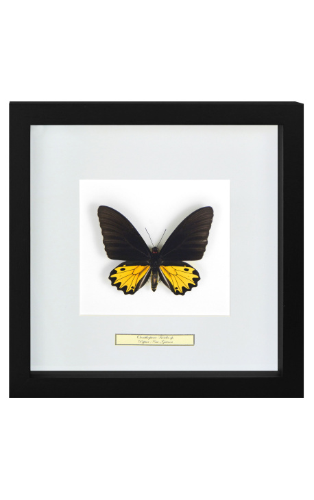 Cadre décoratif avec papillon "Ornithoptera Troide - Male"