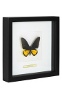 Decoratieve frame met een butterfly "Ornithoptera Troide- Male"
