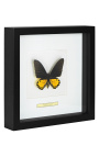 Cadre décoratif avec papillon "Ornithoptera Troide - Male"