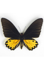 Dekoračný rám s motýľom "Ornithoptera Troide- Muž"