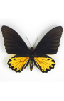 Cadre décoratif avec papillon "Ornithoptera Troide - Male"