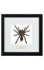 Dekorativer Rahmen mit einer Tarantula Spinne "Eurypeima Spinat"