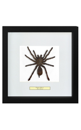 Dekorativ ramme med en tarantula edderkop "Eurypeima Spinicrus"