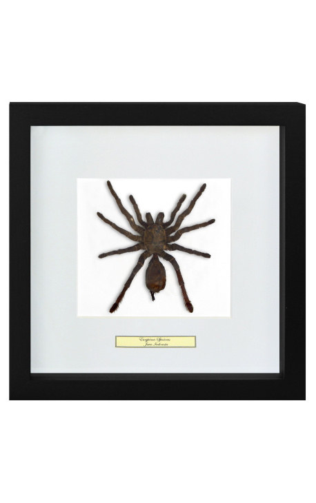 Dekoratív keret egy tarantula pók "Eurypeima Spinicrus"