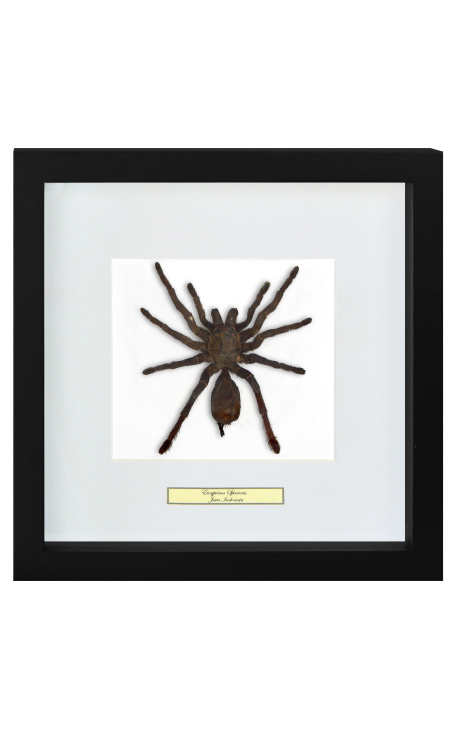 Marco decorativo con araña de tarántula "Eurypeima Spinicrus"