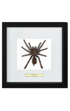 Quadro decorativo com uma aranha de tarântula Eurypeima Spinicrus