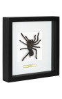 Decorative frame with a tarantula spider "Eurypeima Spinicrus"