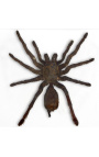 Dekorativ ram med en tarantula spider "Eurypeima Spinicrus"