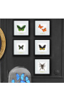 Marc decoratiu amb papallona "Ornithoptera Priamus Poseidon"