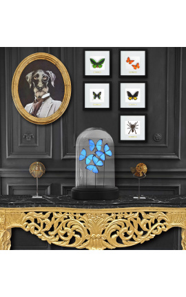 Decorative frame with a butterfly &quot;Urania Leilus&quot;