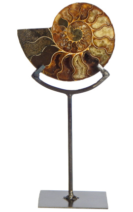 Nautile (ammonite) fossilisé sur socle en métal