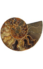 Nautilus fossilized on metal base