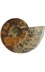 Nautilus fosiliziran na kovinski podlagi