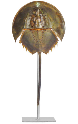 Caranguejo-ferradura na base de metal