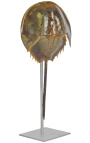 Caranguejo-ferradura na base de metal