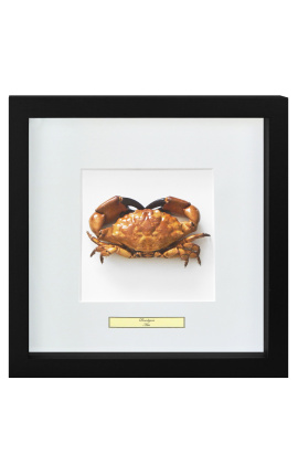 Dekorativer Rahmen mit einem echten Krabbe "Brachyura"