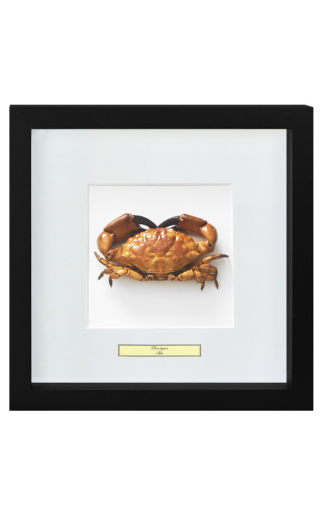 Dekorativer Rahmen mit einem echten Krabbe "Brachyura"