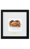 Cadre décoratif avec crabe "Brachyura"