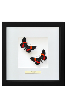 Dekorativ ram med två fjärilar "Miliona Drucei"