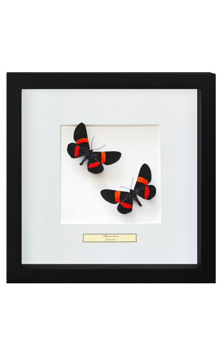 Dekoračný rám s dvoma motýľmi "Miliona Drucei"