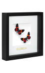 Dekoračný rám s dvoma motýľmi "Miliona Drucei"