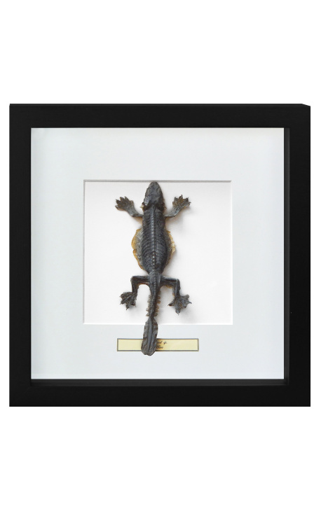 Decoratief raam met een hagedis "Lisard Sp."