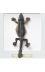 Decoratieve frame met een lizard "Lijst van Sp."