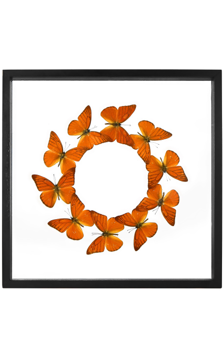 Quadro decorativo com borboletas redondas "Appias Nero Galba"