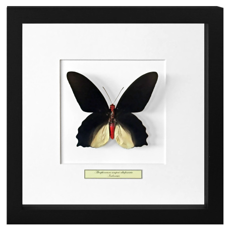 Dekorativer Rahmen mit Schmetterling 