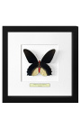 Dekoratív keret egy pillangóval "Atrophaneura Semperi Albofasciata - Férfi"