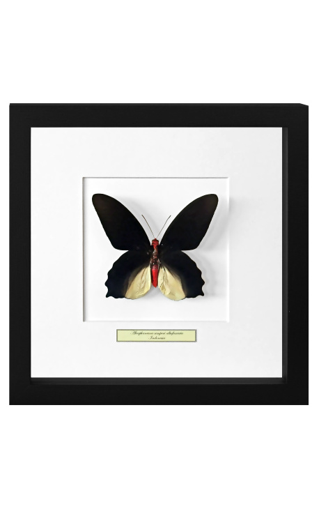 Cadre décoratif avec papillon "Atrophaneura Semperi Albofasciata - Male"